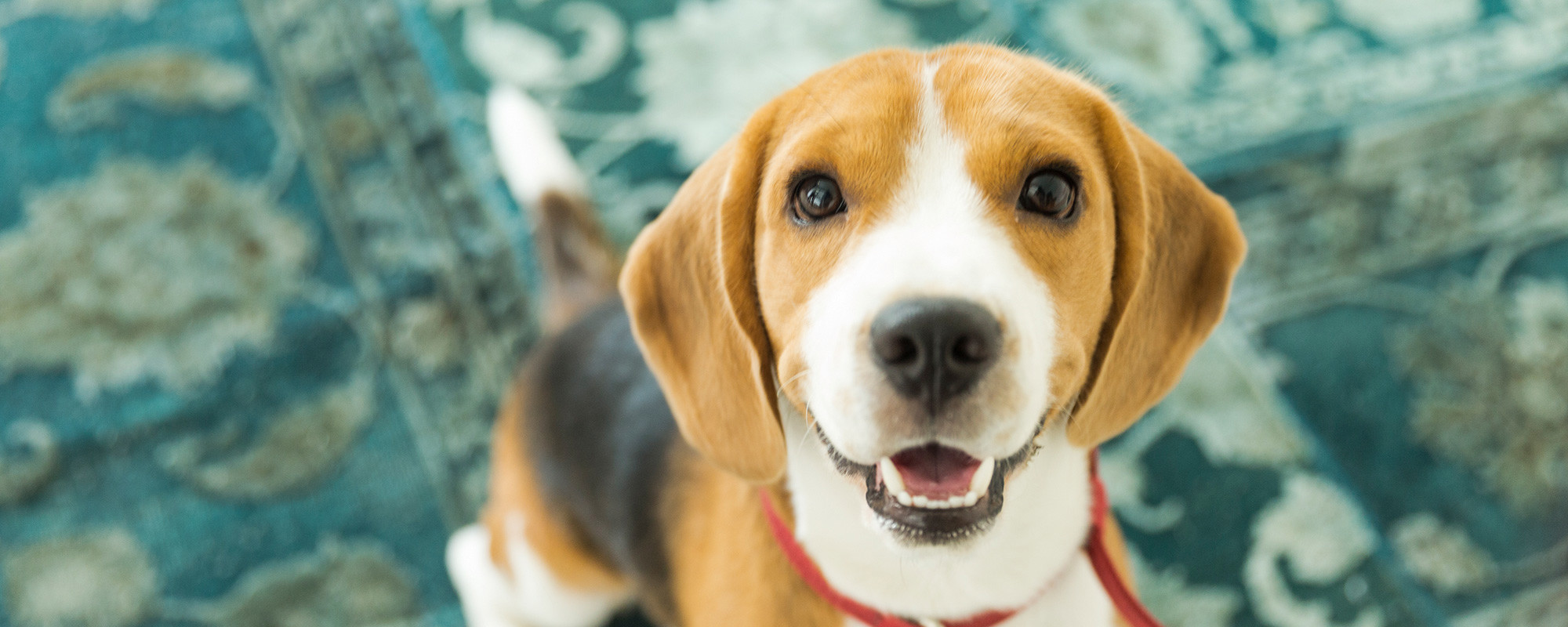 How to Get Pet Smell Out of Carpet Without Losing Your Mind?